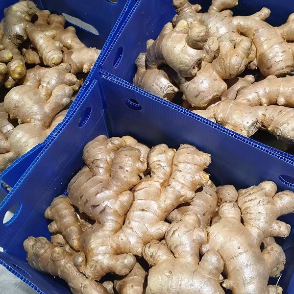 Pasar Jahe Seger Nganggo Peningkatan Kualitas