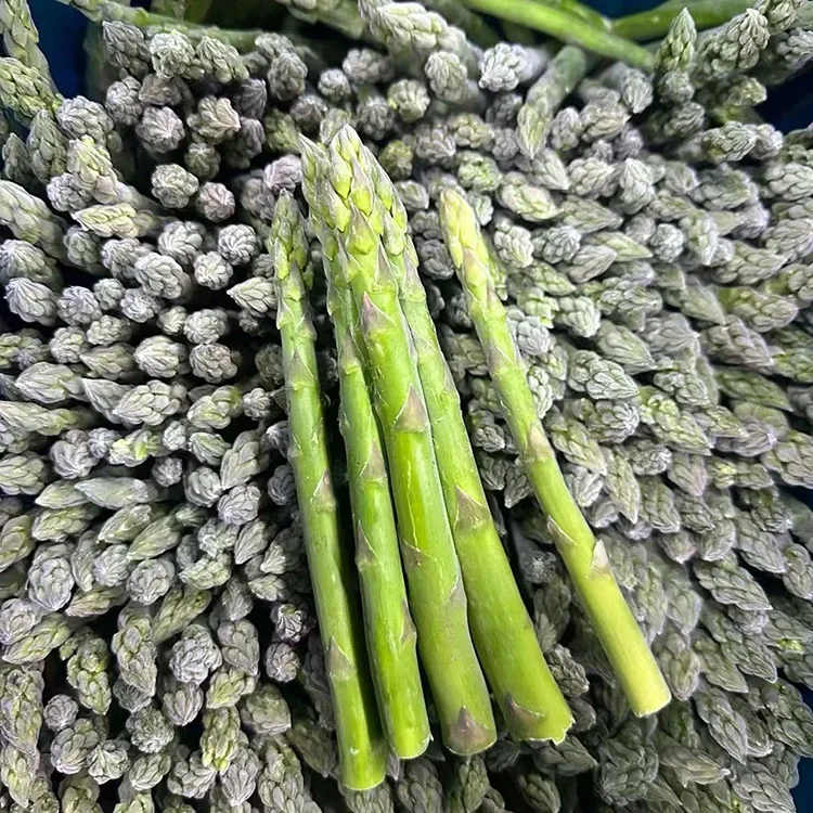 Asparagus Ijo Beku sing dipilih kanggo Layanan Pangan lan Pasokan Bahan sing Konsisten