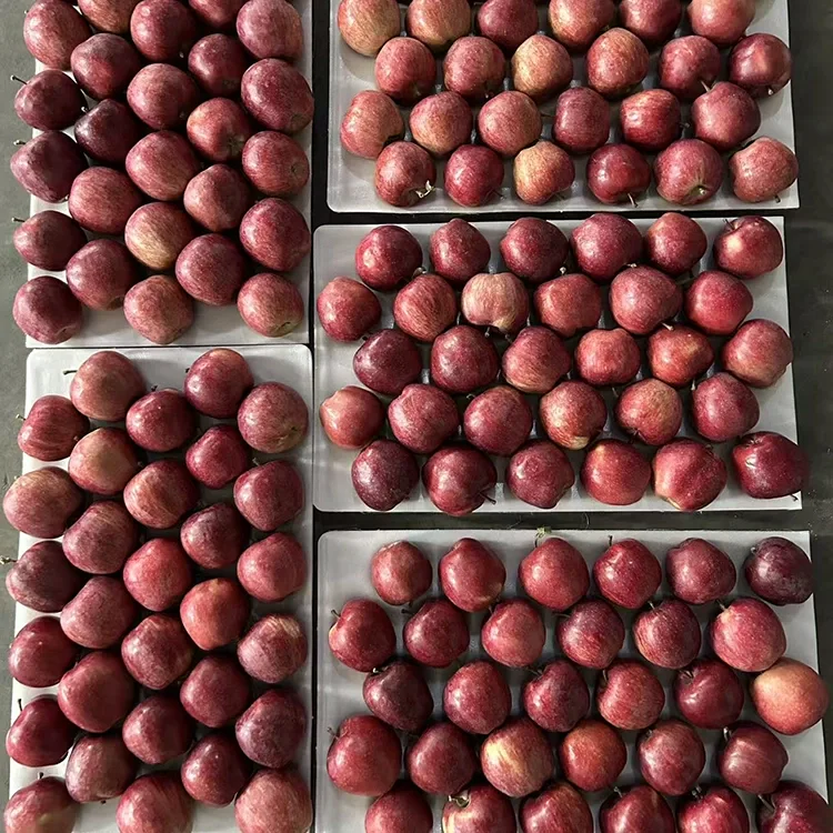 Padhang Red Star Apples