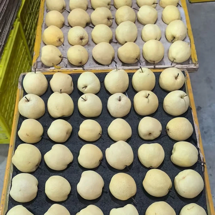 Pear Gong sing Dipilih Seger