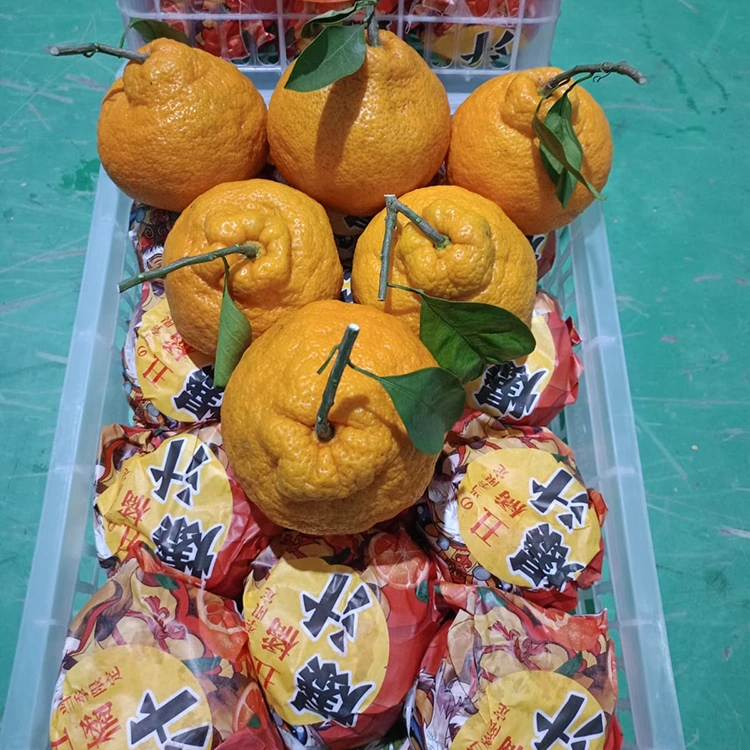 Shiranui Mandarin seger