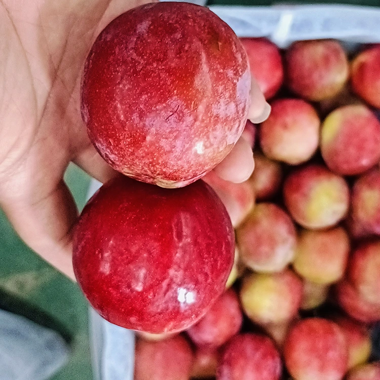 Plum Meiyi Merah Manis Segar