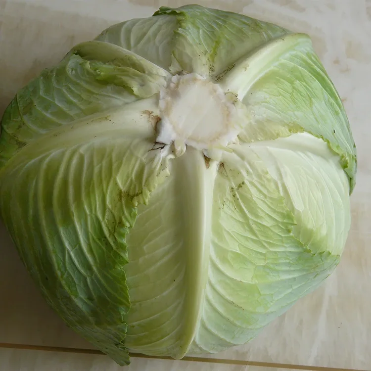 Crisp Fresh Cabbage