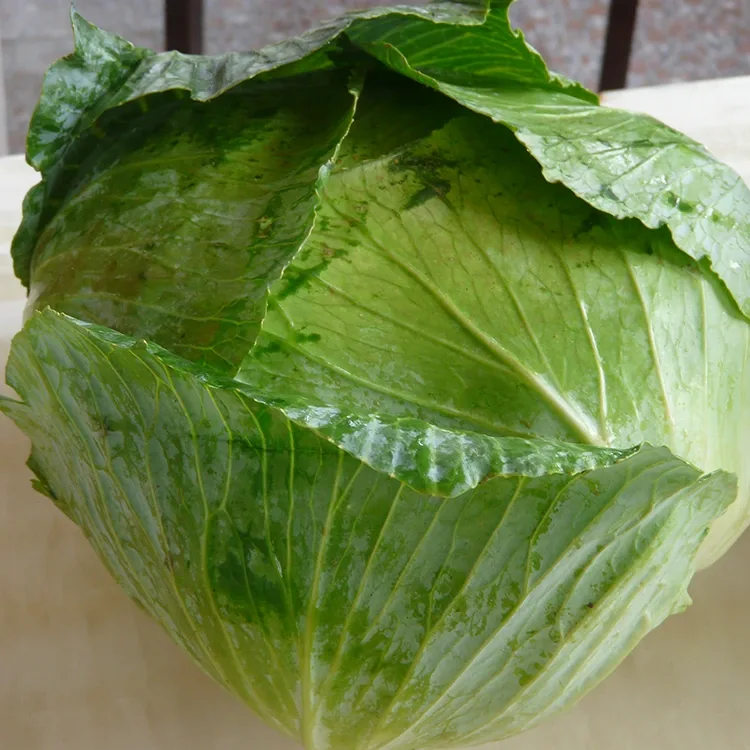 Crisp Fresh Cabbage