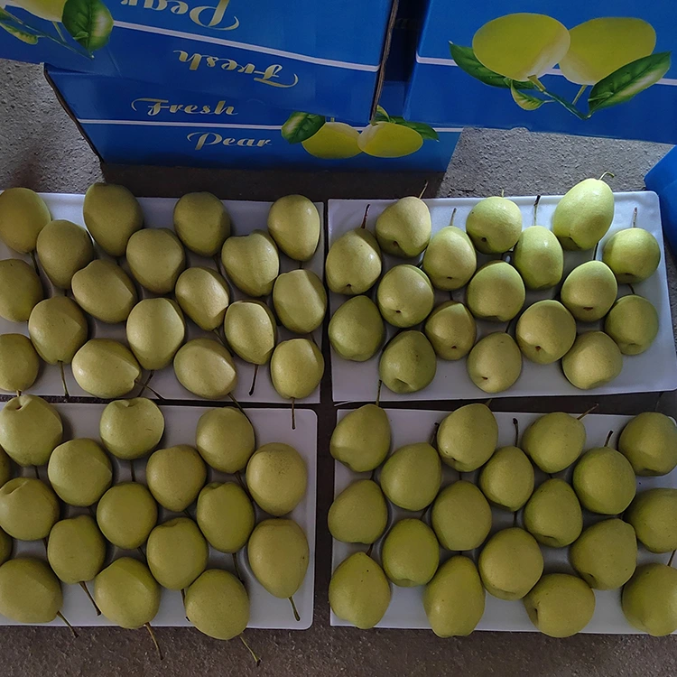 Alami Manis Shandong Pears