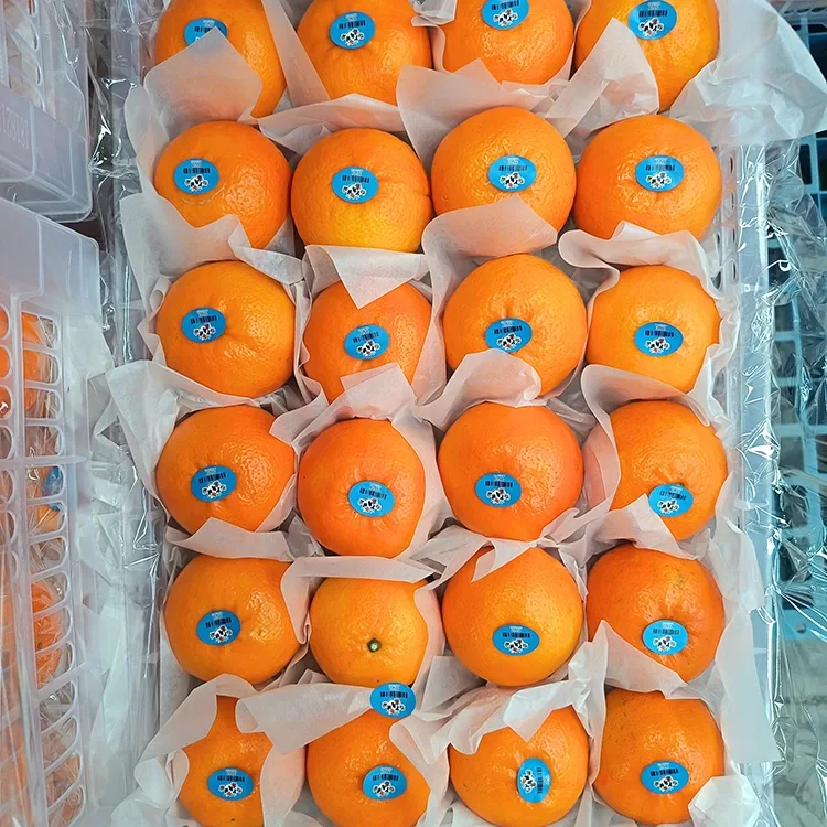 Premium Fresh Manis Wogan Mandarins