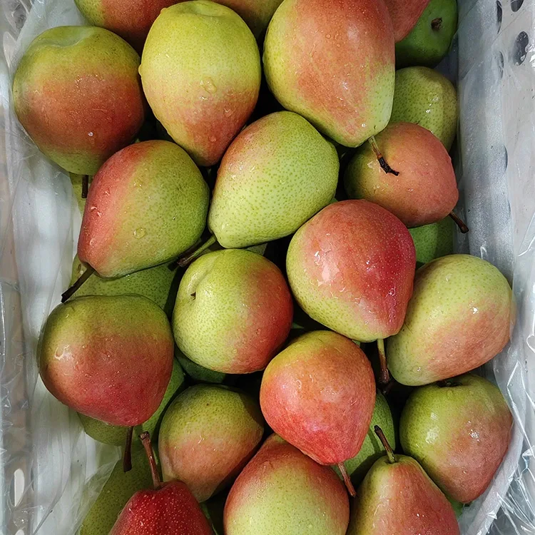 Premium Hand-Picked Mripat-Catching Glossy-Abang Juli Red Pear