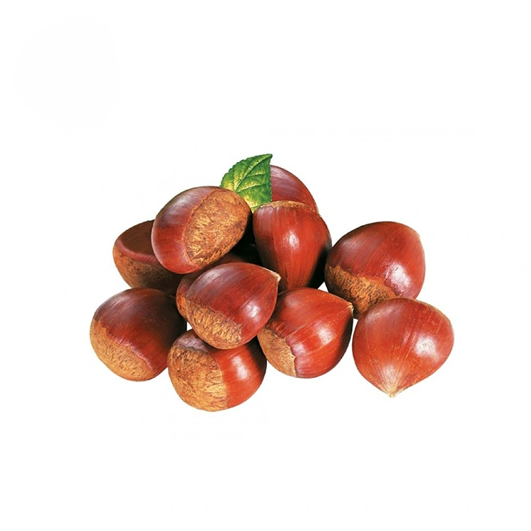 Chestnut Kualitas Premium