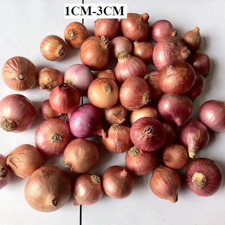 Kapilih Bawang Mutiara Cilik Seger