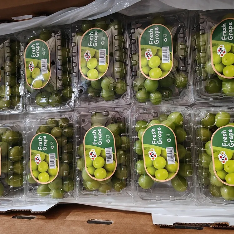 Kapilih Fresh Shine Muscat Grapes