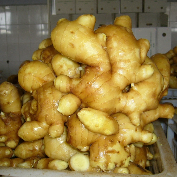Jahe Aromatik Segar Pedas