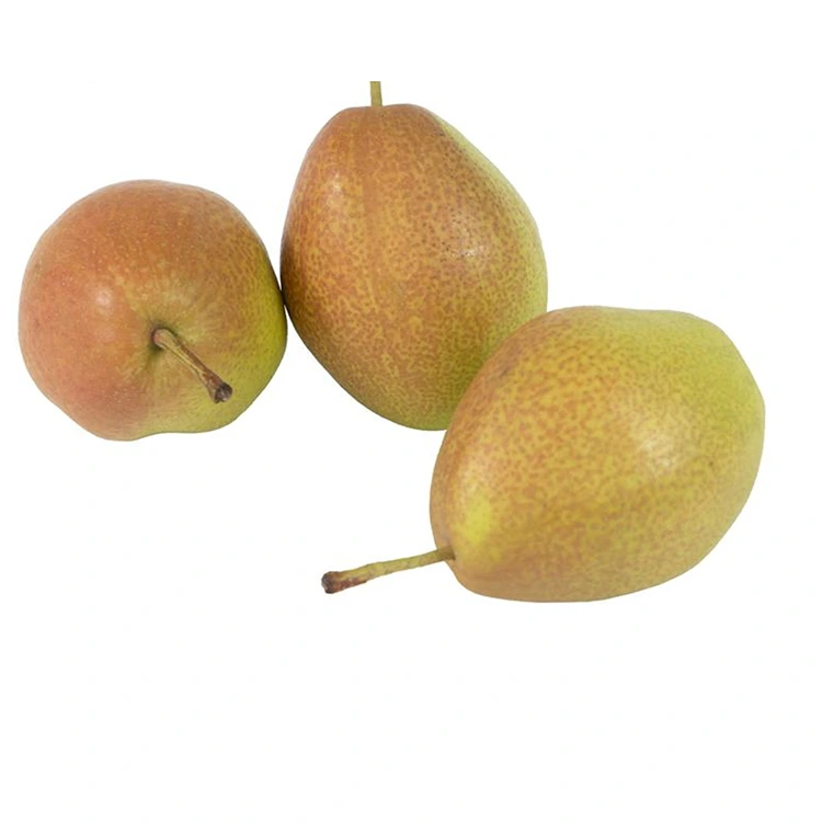 Pear Hongxiangsu Segar Kualitas Unggul